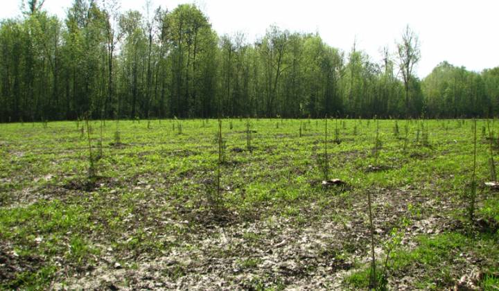 Immagine articolo: Fino a 200.000 € per le attività di imboschimento in Sicilia con la misura 8.1 del PSR Sicilia