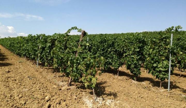 Immagine articolo: 10 milioni di € per il bando OCM Vino Sicilia per ristrutturare i vigneti - campagna 2017/2018